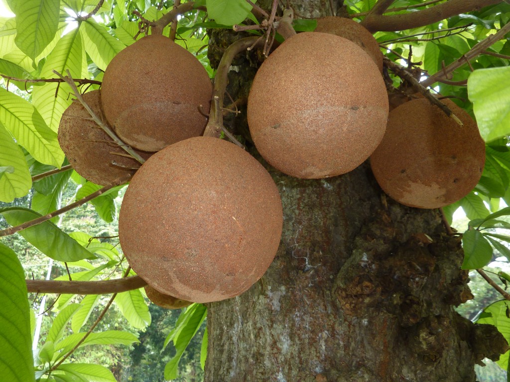 Couroupita guianensis