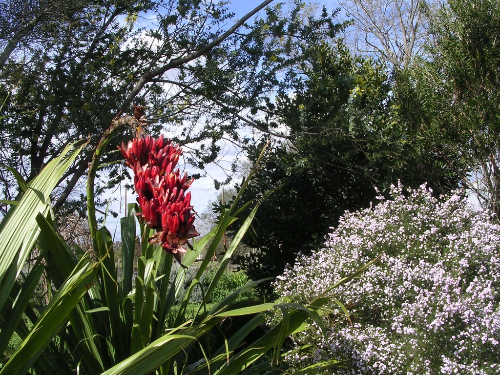 Doranthes plameri