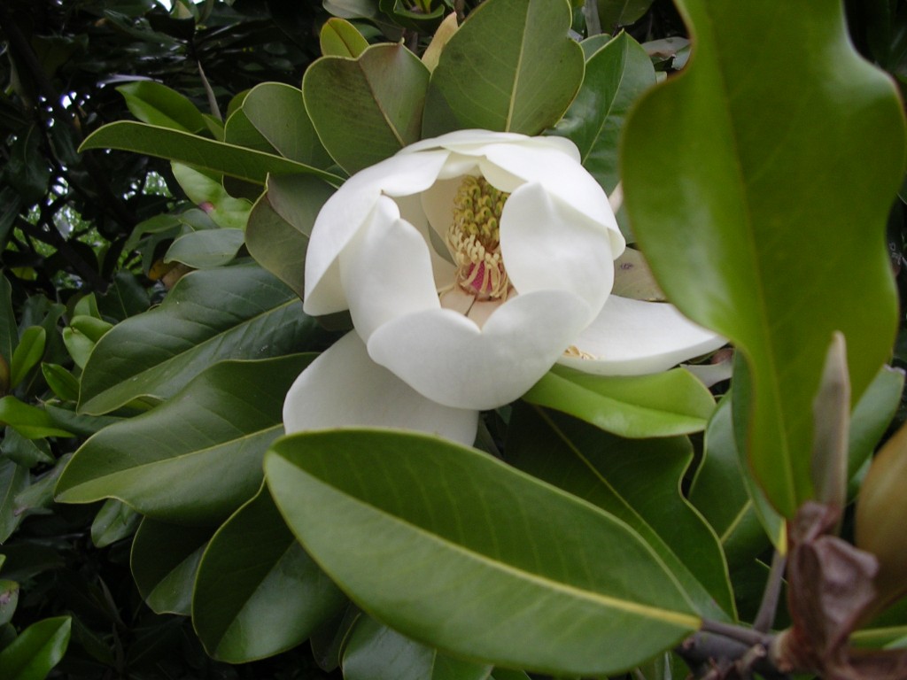 Flowering magnolia