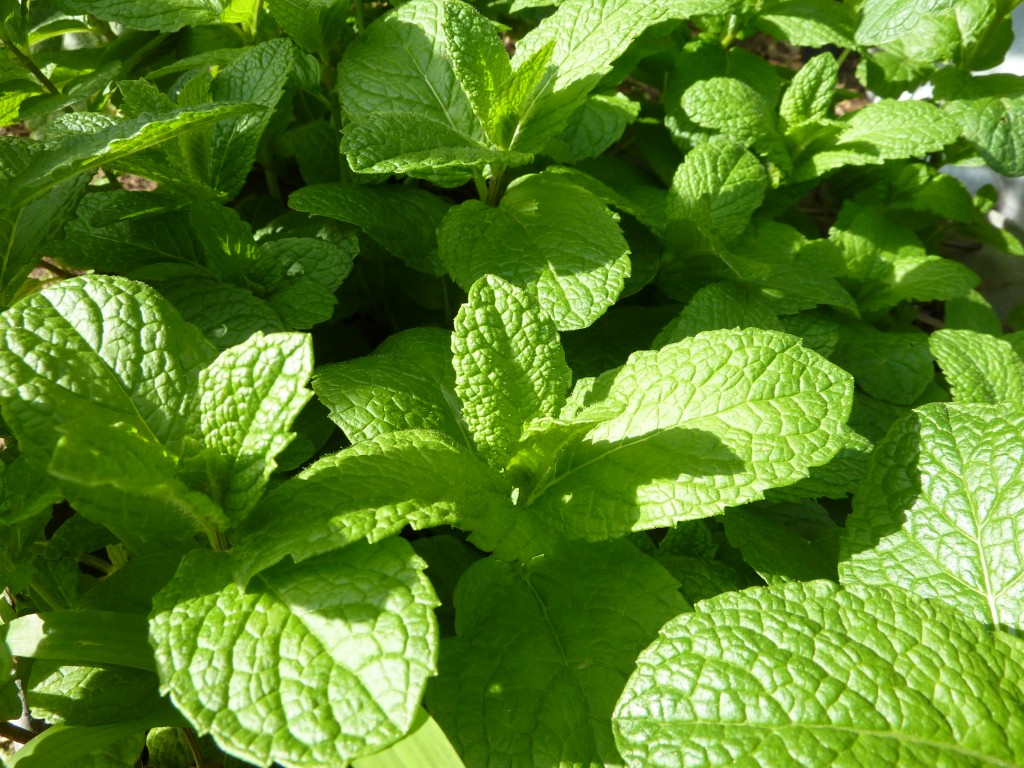 Thai Mint Horticulture Pacific