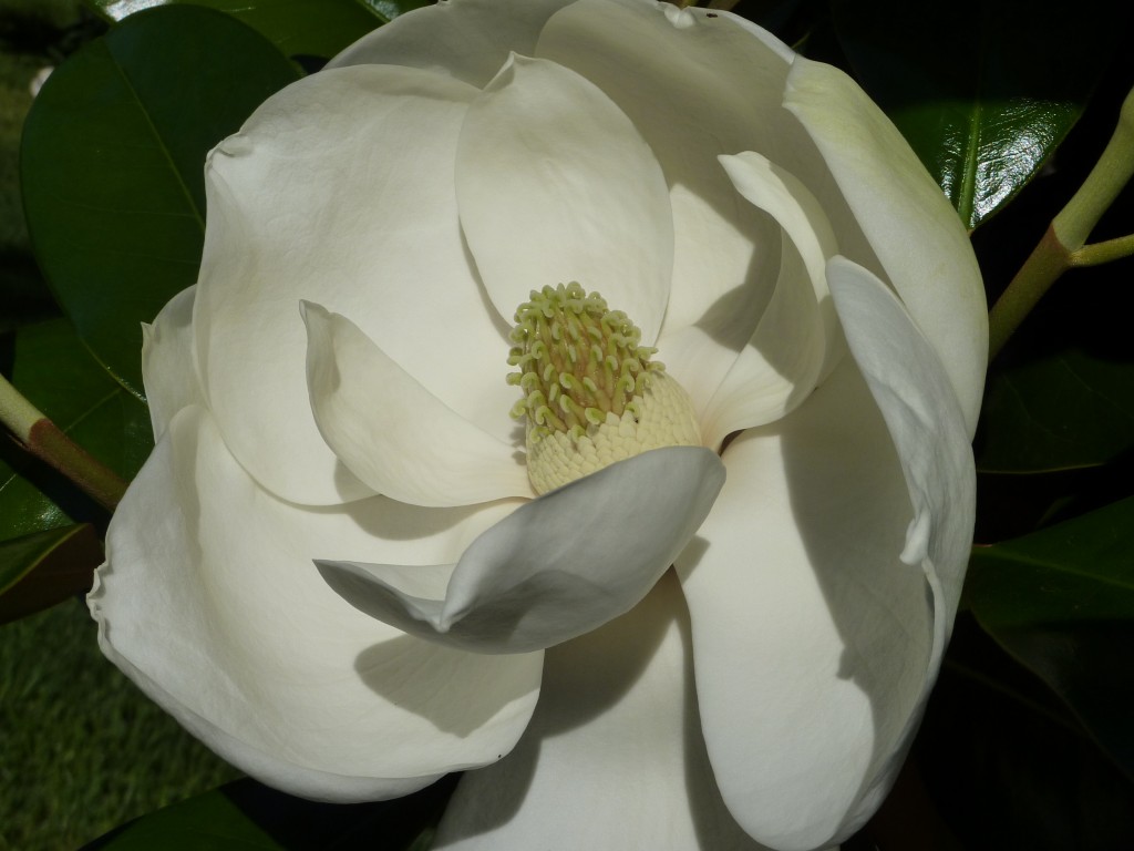 magnolia Exmouth