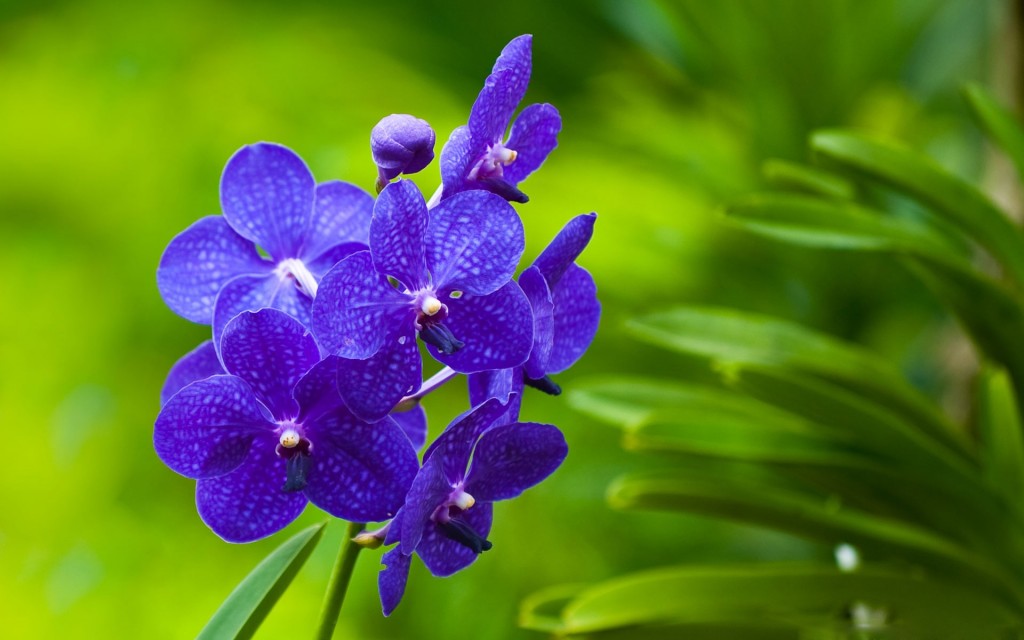 orchids-flower_1920x1200_95744